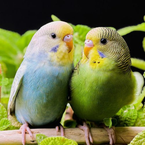”即日対応可能な鳥の捜索”